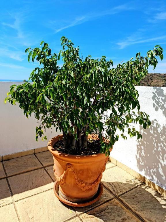 Blue Jasmine La Cala Del Moral Exterior foto